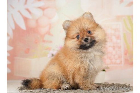 成約済の千葉県のポメラニアン-252715の3枚目